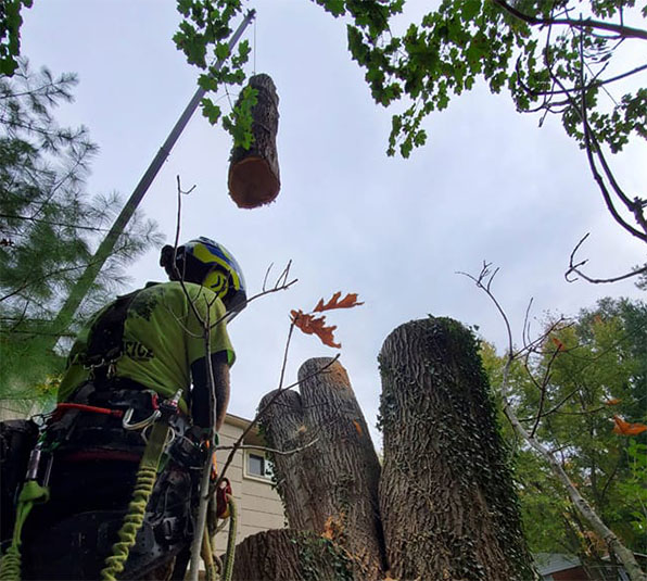 Large tree removal by Tree Huggers in Commerce, Michigan