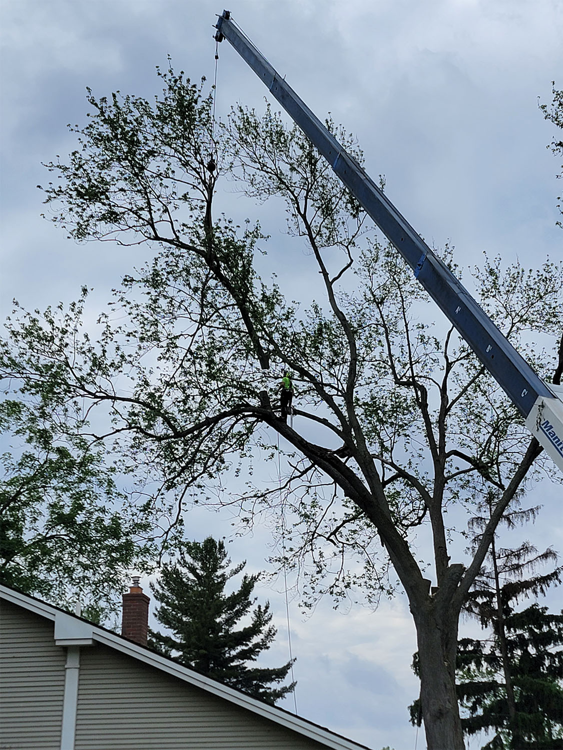 Tree removal by Tree Huggers