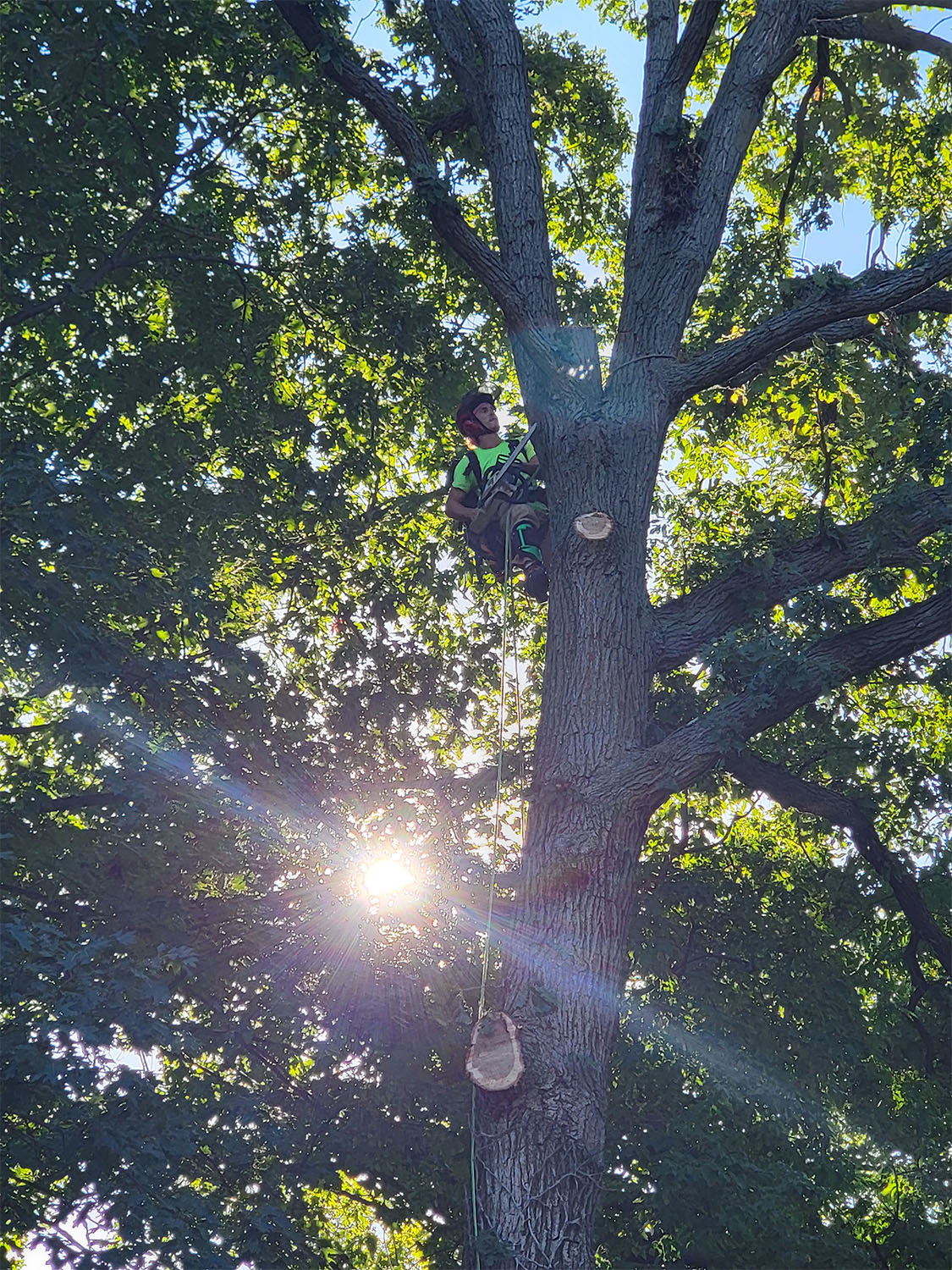 Tree removal by Tree Huggers